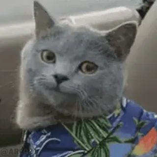 🏵 gato, animal, adesivo, meme, fofo, animal de estimação telegram sticker