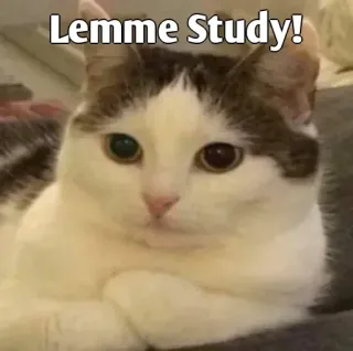 👀 Lemme Study! cat, study, meme, animal, humor whatsapp sticker