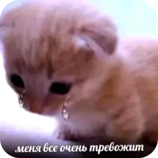 🐱 меня все очень тревожит whatsapp sticker