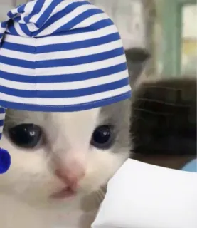 🐱 Katze, Kätzchen, Schlaf, Hut, süß, Tier whatsapp sticker