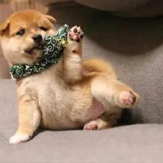 👊 welpe, shiba inu, hund, süß, tier, haustier telegram sticker
