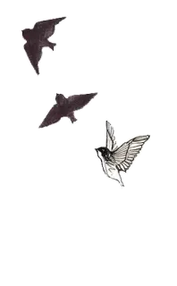 🐥 birds, flying, wildlife, nature, swallows telegram sticker