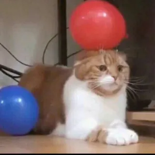 😯 gatto, palloncino, rosso, blu, animale domestico, animale, carino, gatto domestico whatsapp sticker