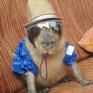 😎 Capivara, Chapéu, Óculos de sol, Animal, Fofo, Roedor whatsapp sticker