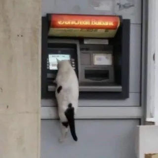 😨 Katze, Geldautomat, Banking, Tier, weiße Katze, Geld telegram sticker
