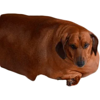 😢 cane, bassotto, cane salsiccia, animale, animale domestico, carino telegram sticker