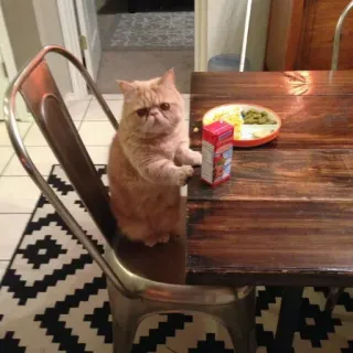 😐 cat, food, table, animal, pet, chair, exotic cat telegram sticker