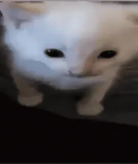 😶 Katze, Kätzchen, weiß, Tier, süß whatsapp sticker