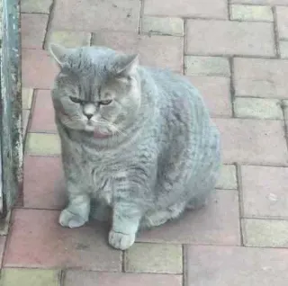 😠 кот, животное, серый кот, милый, домашнее животное, питомец telegram sticker