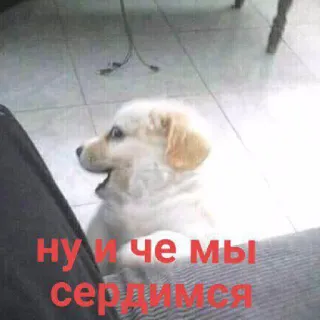 😏 ну и че мы сердимся pies, szczeniak, mem, rosyjski, zły, słodki, zwierzę telegram sticker