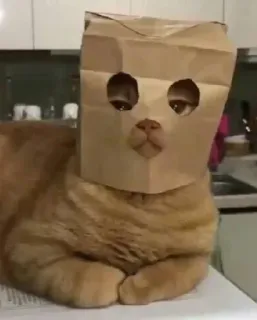 😷 chat, sac en papier, animal, animal de compagnie, drôle, mignon whatsapp sticker