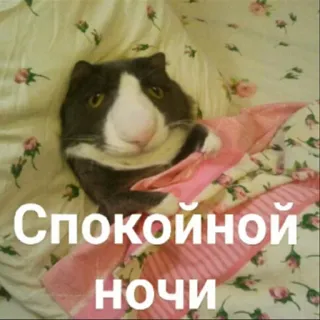 😴 Спокойной ночи 고양이, 잘자요, 졸린, 침대, 귀여운, 러시아 telegram sticker