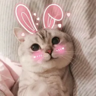 ❤️ chat, lapin, mignon, animal, animal de compagnie whatsapp sticker