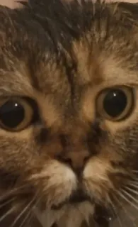 🙁 gato, animal, animal de estimação, rosto, close-up telegram sticker