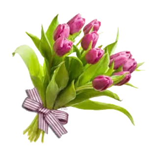 💐 flores, tulipas, buquê, floral, primavera, presente, fita telegram sticker