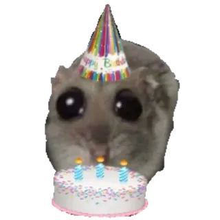 🍰 Happy Birthday 생일, 햄스터, 동물, 파티, 귀여운, 축하, 생일 축하해 whatsapp sticker