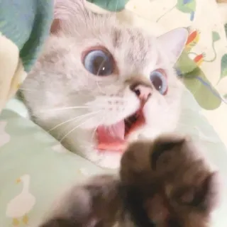 🐈 猫, 子猫, 動物, 可愛い, 面白い, ペット whatsapp sticker