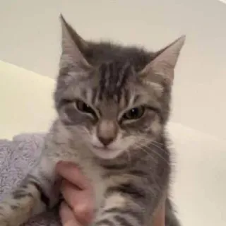 😾 cat, kitten, animal, pet, cute, domestic, feline, tabby telegram sticker