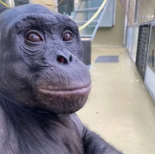😊 Bonobo, Scimmia, Animale, Primate, Zoo, Fauna selvatica telegram sticker