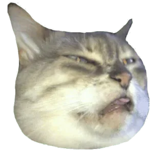 😖 cat, animal, funny, meme telegram sticker