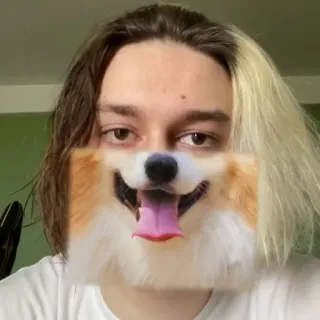 🐶 pies, corgi, zwierzę, twarz, filtr, portret, osoba telegram sticker