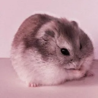 🤏 hamster, rodent, pet, cute, animal telegram sticker