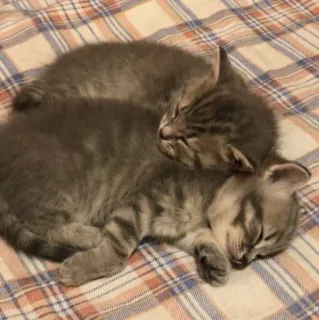 🫶 猫, 小猫, 睡觉, 可爱, 动物, 宠物, 灰色 telegram sticker