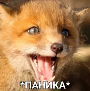 😱 *ПAНИКА* raposa, pânico, animal, meme, engraçado, vida selvagem telegram sticker