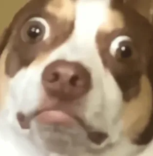 👀 chien, animal, effrayé, drôle, portrait telegram sticker