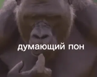 🌟 думающий пон gorila, pensando, macaco, animal whatsapp sticker