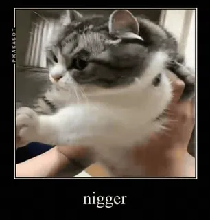 👨🦲 nigger gato, ofensivo, insulto, animal, meme telegram sticker