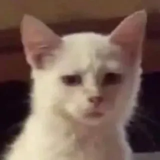 😐 猫, 白猫, 动物, 伤心猫, 表情包, 宠物, 小猫 telegram sticker