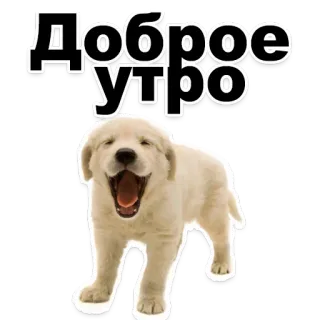 😍 Доброе утро 개, 강아지, 좋은 아침, 인사 telegram sticker