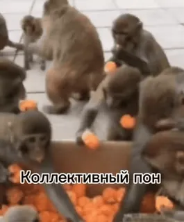 👨‍👨‍👦‍👦 Коллективный пон monyet, binatang, oranye, kolektif, seru telegram sticker