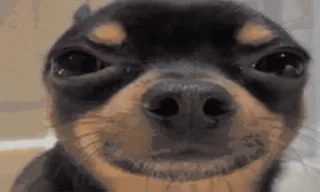 😁 chien, chihuahua, animal, animal de compagnie, mignon, mème, drôle telegram sticker