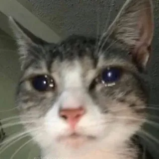 😭 кот, грустный, плачет, животное, мем, питомец telegram sticker