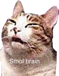 🍔 Smol brain cat, meme, funny, animal telegram sticker