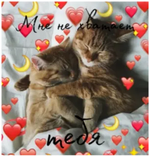 😻 Мне не хватает тебя кошки, любовь, сердце, милые, животные, нежность, луна telegram sticker