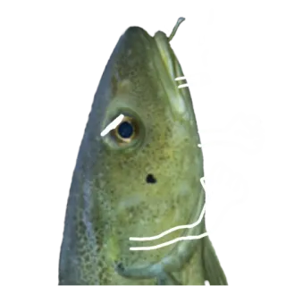 🤜 fish, cod, animal, seafood whatsapp sticker