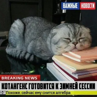 🌟 ВАЖНЫЕ НОВОСТИ
vk.com/breaking_animal
BREAKING NEWS
КОТАНГЕНС ГОТОВИТСЯ К ЗИМНЕЙ СЕССИИ
Похоже, сейчас ему снится алгебра Katze, Nachrichten, schlafend, Algebra, Winter telegram sticker