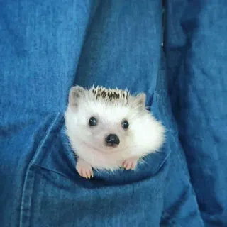 🦔 riccio, animale, carino, tasca, denim whatsapp sticker