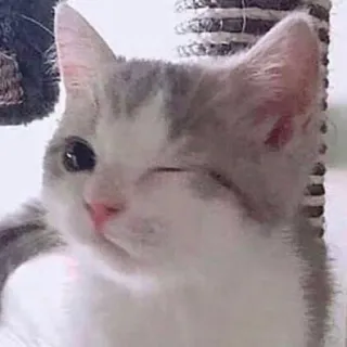 😉 猫, 子猫, 動物, ペット, かわいい, 家畜, ネコ科, 哺乳類 telegram sticker