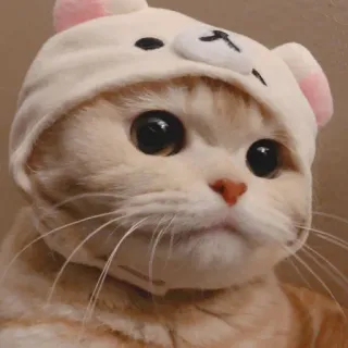 🤍 gatto, animale, animale domestico, gattino, carino, mammifero telegram sticker
