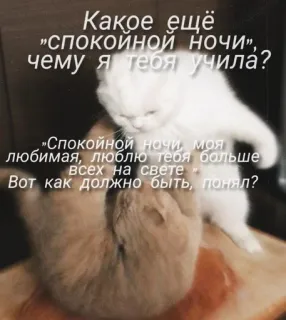 🤍 Какое ещё "Спокойной ночи", чему я тебя учила?
"Спокойной ночи, моя любимая, люблю тебя больше всех на свете
Вот как должно быть, понял? gato, meme, engraçado, texto, animal telegram sticker