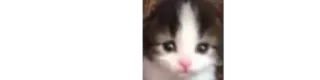 🙃 kätzchen, katze, tier, haustier whatsapp sticker
