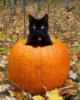 🖤 kot, dynia, halloween, jesień, czarny kot telegram sticker