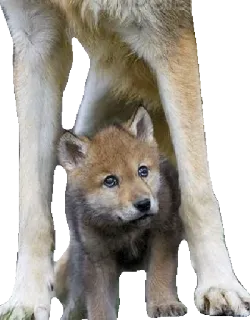 ☺️ wilk, szczeniak, zwierzę, dzika przyroda, słodki, szczenię wilka telegram sticker