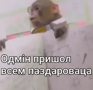🌟 Одмін пришол всем паздароваца monyet, kacamata, kantor, salam, menyinggung telegram sticker