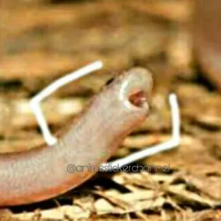 😮 Schlange, schreiend, Wurm, Tier whatsapp sticker