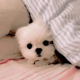🥺 chó con, chó, dễ thương, động vật, thú cưng, ngủ, chăn telegram sticker